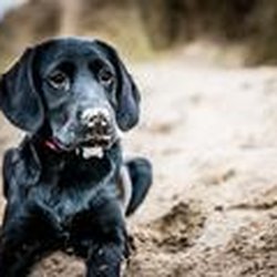 dutton dog house boarding kennels