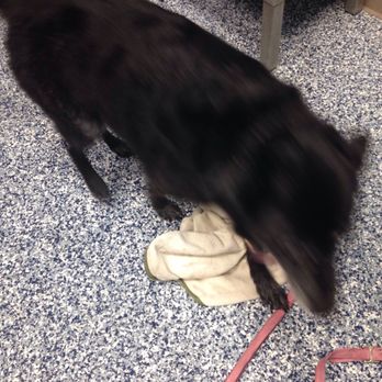 Treats Unleashed - Lady luvs wet towel - Pet Groomers Near Me - Leawood, Kansas Treats Unleashed - Lady luvs wet towel - Pet Groomers Near Me - Leawood, Kansas