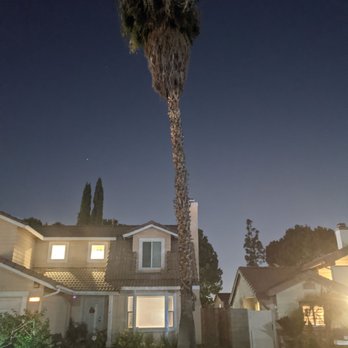 Ortega's Jr Tree Service - Night time before picture. - Tree Services Near Me - Riverside , California