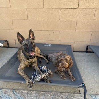 Dog Fit LA - Pet Training Near Me