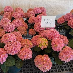 Mason's Farm Market