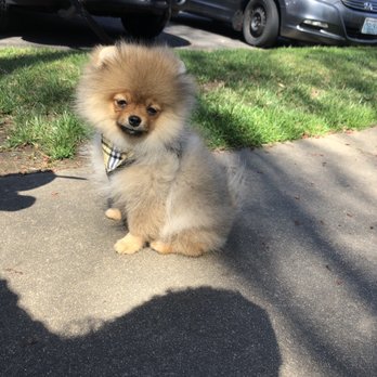 Annandale Pet Spa - Puppy - Pet Groomers Near Me - Annandale, Virginia