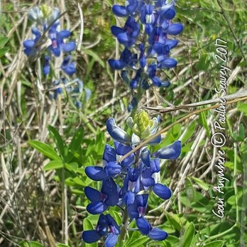 Guadalupe River State Park - Blue Bonnets - Parks Near Me - Spring Branch, Texas Guadalupe River State Park - Blue Bonnets - Parks Near Me - Spring Branch, Texas