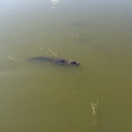Alligator in the lake Alligator in the lake