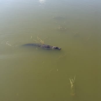 Palm Island Park - Alligator in the lake - Parks Near Me - Mount Dora, Florida Palm Island Park - Alligator in the lake - Parks Near Me - Mount Dora, Florida