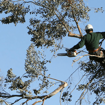Gary's Tree Service - Tree Services Near Me - Albuquerque, New Mexico Gary's Tree Service - Tree Services Near Me - Albuquerque, New Mexico