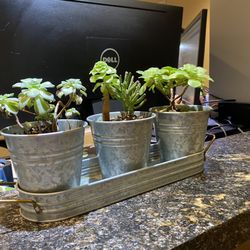The Heart Group Medical Clinic - Receptionist succulents. ‍