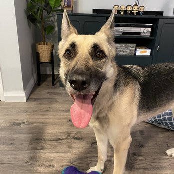 Critical Thinking Dog Services - Pet Training Near Me Critical Thinking Dog Services - Pet Training Near Me