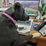 Photo of Pawsome Pet Supplies & Grooming