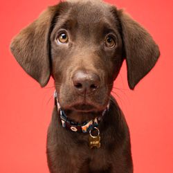 Salty Pet Portraits