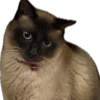 Nails and More Pet Care - Pet Groomers Near Me