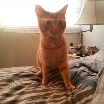 Felines & Canines - This is Charlie (fka Punkin) and he is the happiest most loving boy I've ever met. Thanks felines! - Animal Shelters Near Me - Chicago, Illinois