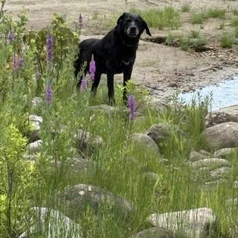 A Gentle Passing Home Euthanasia Services - Our beautiful Lily - Veterinarians Near Me - Winchendon, Massachusetts A Gentle Passing Home Euthanasia Services - Our beautiful Lily - Veterinarians Near Me - Winchendon, Massachusetts