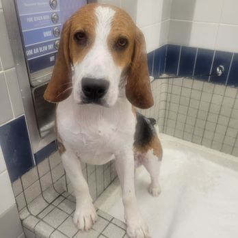 Pet Food Express - Super convenient bathhouse. - Pet Stores Near Me - La Verne, California Pet Food Express - Super convenient bathhouse. - Pet Stores Near Me - La Verne, California