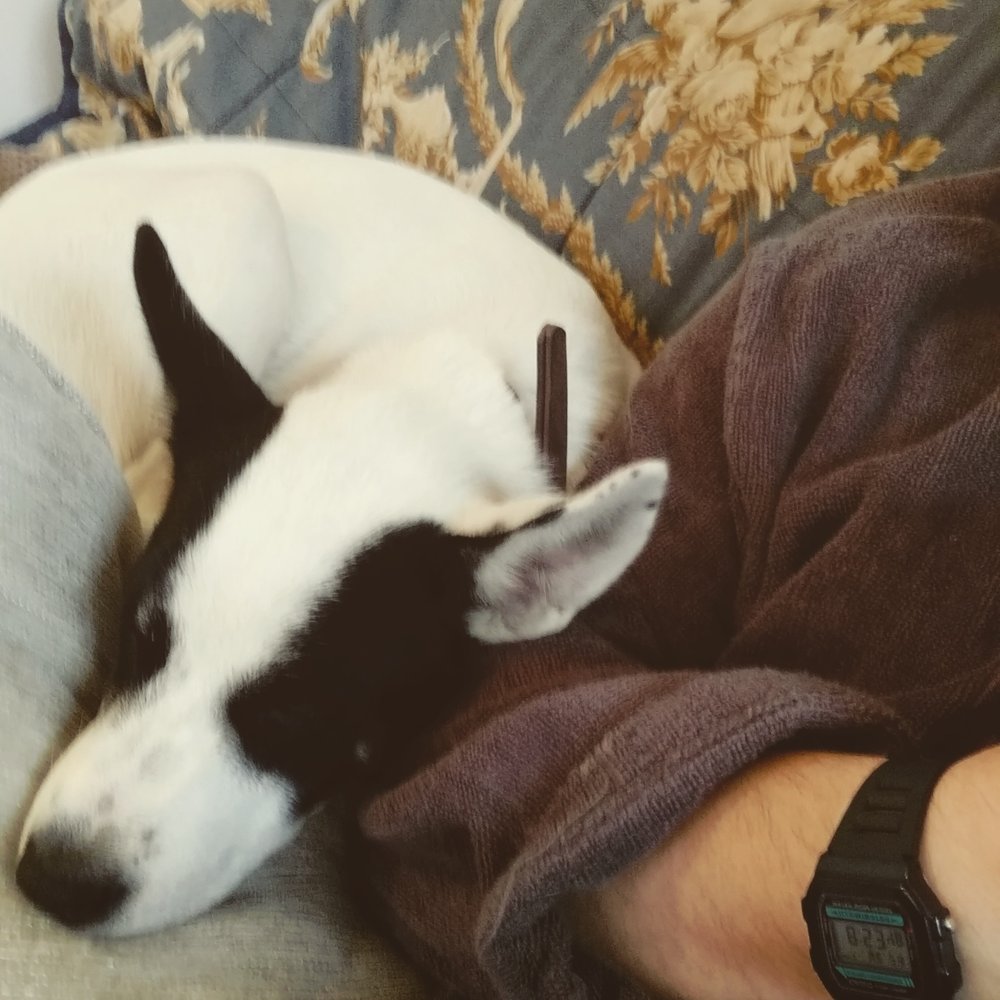 Dogs Trust Manchester - Walter settling in after moving to his forever home - Animal Shelters Near Me - Denton, XGM