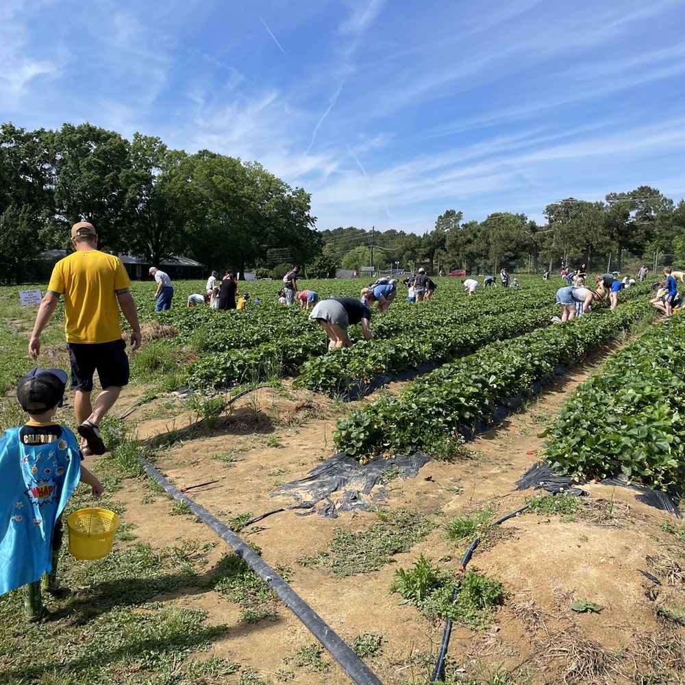Waller Family Farm - Strawberry fields - Fruits & Veggies Near Me - Durham, North Carolina Waller Family Farm - Strawberry fields - Fruits & Veggies Near Me - Durham, North Carolina