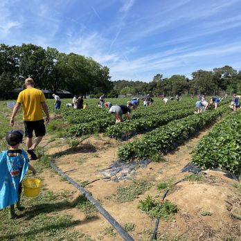 Waller Family Farm - Strawberry fields - Fruits & Veggies Near Me - Durham, North Carolina Waller Family Farm - Strawberry fields - Fruits & Veggies Near Me - Durham, North Carolina