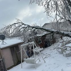 Los Primos Tree Service And Landscaping