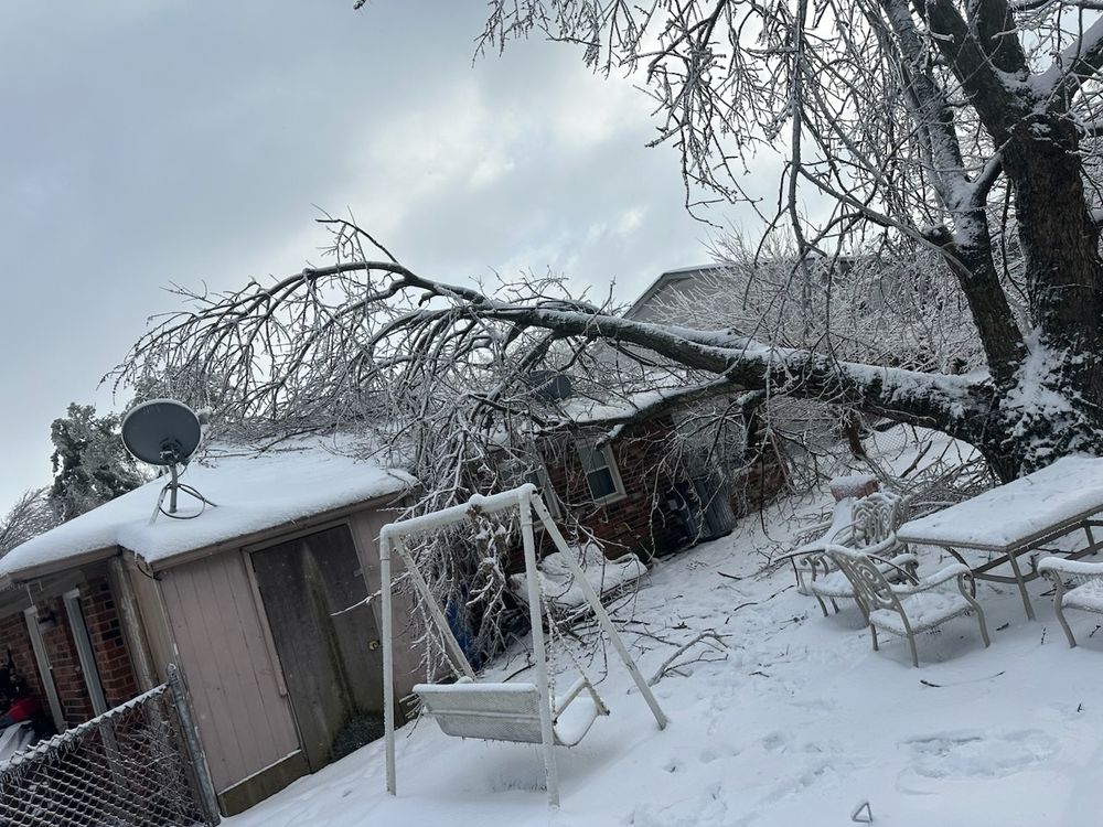 Los Primos Tree Service And Landscaping - tree service in Lexington, KY