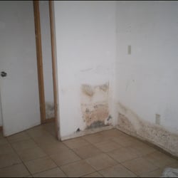 Wing Three - This is what mold could look like.