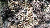 Savona Pest Control on Yelp