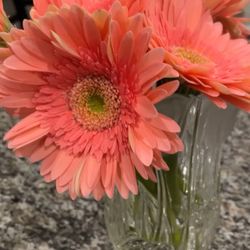 Brigitte's Flowers Galore - Gerber Daisies