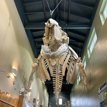 Highline MaST Aquarium - Whale skeleton - Aquariums Near Me - Des Moines, Washington Highline MaST Aquarium - Whale skeleton - Aquariums Near Me - Des Moines, Washington