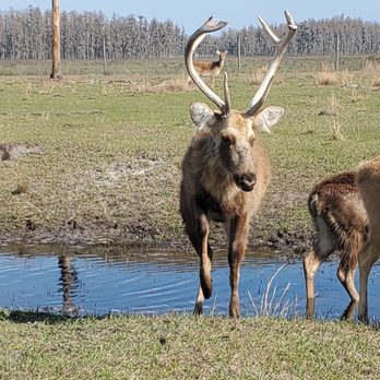 Safari Wilderness Ranch - Tours Near Me - Lakeland, Florida Safari Wilderness Ranch - Tours Near Me - Lakeland, Florida