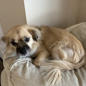 Bark Avenue Pet Salon - Thor's before photo - Pet Groomers Near Me - Parker, Colorado