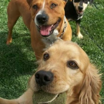 Willie Caston Park - Old picture playing fetch at the park. - Parks Near Me - Sacramento, California Willie Caston Park - Old picture playing fetch at the park. - Parks Near Me - Sacramento, California