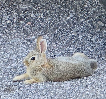 State Game Lodge by null