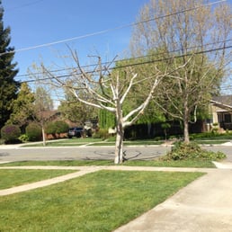 Front tree with power lines  above