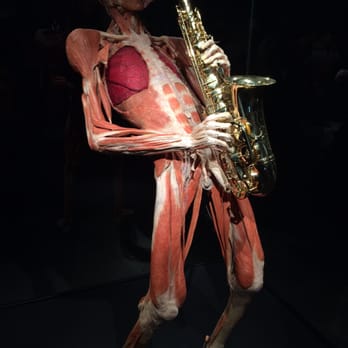 Body Worlds - Dance and music enhance happiness - Museums Near Me - Amsterdam, New Hampshire