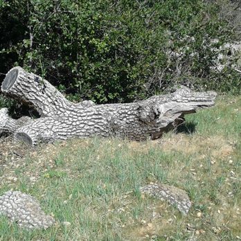 Tassajara Creek Regional Park - I admit I jumped, but then I realized there arent many aligators around. Not sure about crocodiles however. - Hiking Near Me - Dublin, California