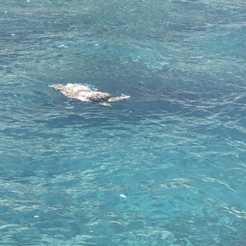 Na Pali Experience - Turtle chillin - Boating Near Me - Kekaha, Hawaii Na Pali Experience - Turtle chillin - Boating Near Me - Kekaha, Hawaii