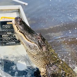 Swamp Adventures - Big Gator Van