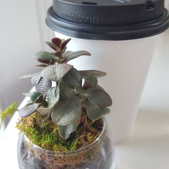 Raw Republic - Almond Mylk Latte - Vegan Near Me - New Orleans, Louisiana