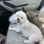 Photo of Heavenly Dog