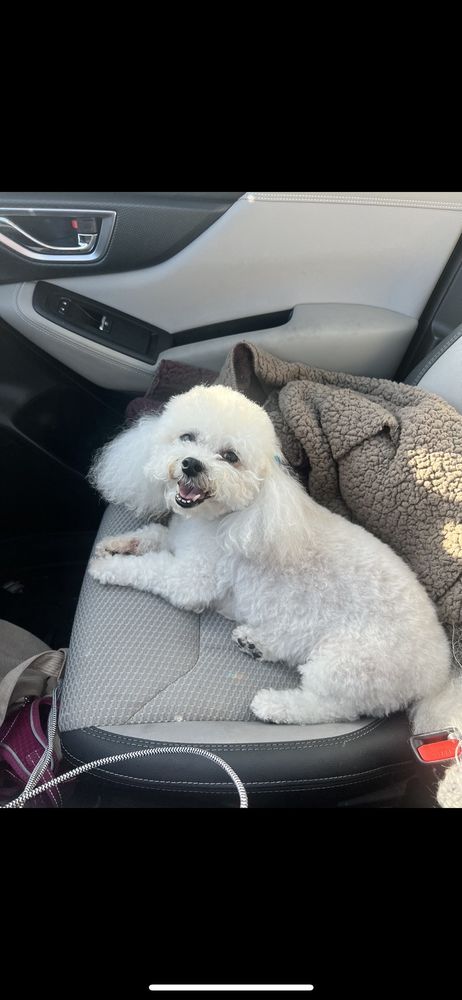Heavenly Dog - pet boarding facility in Denver, CO