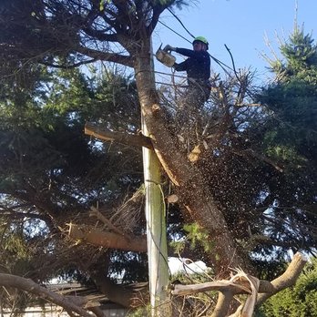 AA Tree Service - Tree Services Near Me - Kent, Washington AA Tree Service - Tree Services Near Me - Kent, Washington