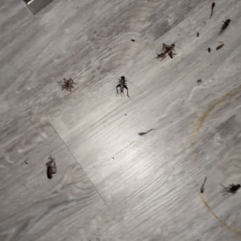 Super 8 - Bugs - Hotels Near Me - Mineral Wells, Texas Super 8 - Bugs - Hotels Near Me - Mineral Wells, Texas