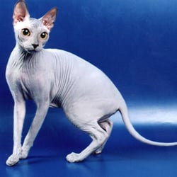 WE SERVICE ALL KINDS OF CATS