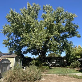 Coopers Tree Care - After - Tree Services Near Me