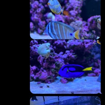 Aqua Biz - Aquarium Services Near Me - Sylmar, California Aqua Biz - Aquarium Services Near Me - Sylmar, California