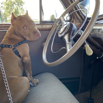 Offleash K9 Training San Diego - Mina (Protector). - Pet Training Near Me - San Diego, California