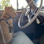 Photo of Offleash K9 Training San Diego