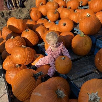 Stew Leonard's Farm Fresh Food - a little girl in a wagon full of pumpkins - Grocery Near Me - Yonkers, New York