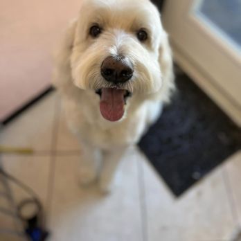 Coastal Paws - Pet Groomers Near Me Coastal Paws - Pet Groomers Near Me