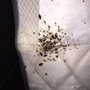 Photo of Giant Pest Management