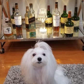 Pampered Paws - Pet Sitting Near Me - Brooklyn, New York Pampered Paws - Pet Sitting Near Me - Brooklyn, New York